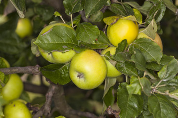 ripe apples on a tree
