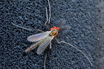 Midge with red parasites