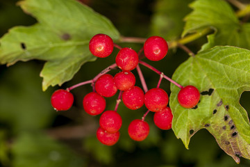 red rowan growing on tree