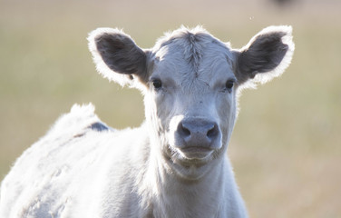 Obraz premium Texas Cow
