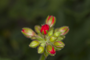 Obraz na płótnie Canvas beautiful small red flower, top view