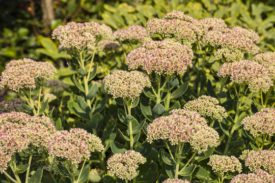 lovage common shrub garden