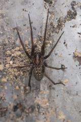 large spider in a spider web