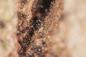 black ants at the entrance to the nest