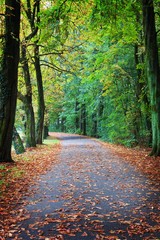 an Autumn wood