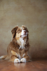 Australian Shepherd im Studio