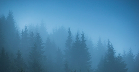 fog forest trees panorama