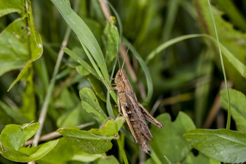 grasshopper sitting on the grass, picturee from above 