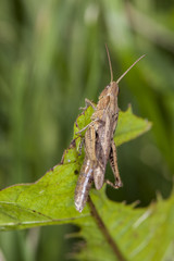 grasshopper sitting on the grass, view from the side 