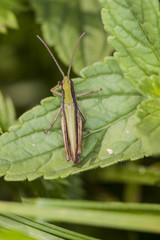 grasshopper sitting on the grass, top view
