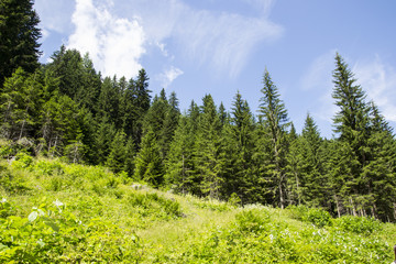 Fototapeta na wymiar 686 - trees in the forest