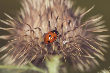 vintage picture ladybugs
