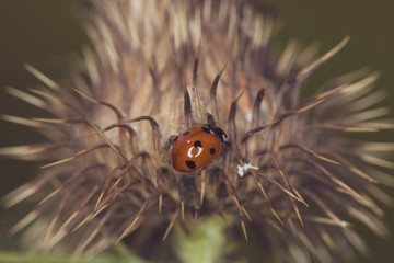 ladybird on a dry plant