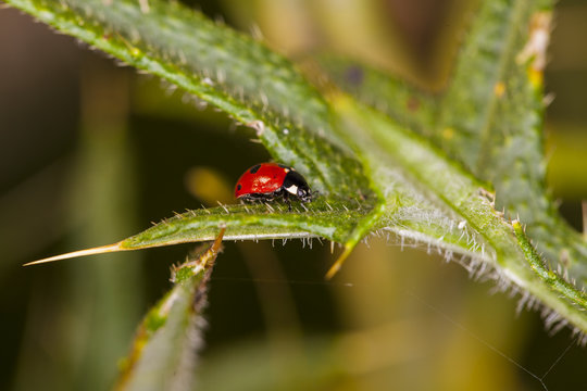 small red ladybug on a leaf