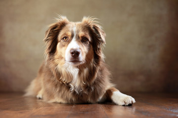 Australian Shepherd im Studio