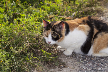 three-color cat smelling the grass
