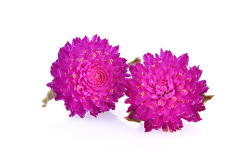 Globe amaranth flower