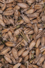 macro picture of grain 