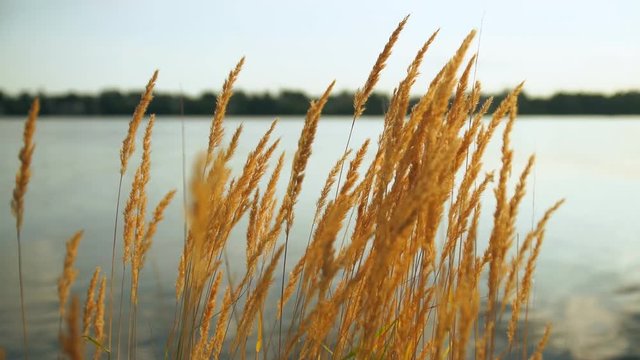 Golden grass swaying in the setting sun on the background of the pond. Panicles fluffed from the wind.
