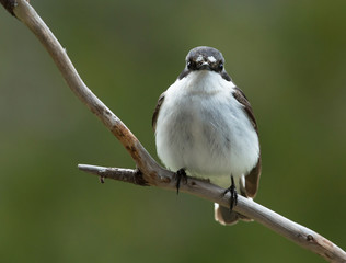 Obraz premium European pied flycatcher