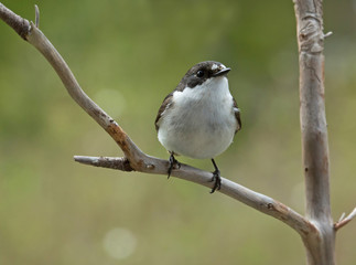 Fototapeta premium European pied flycatcher