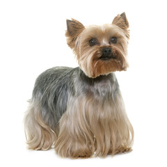 yorkshire terrier in studio