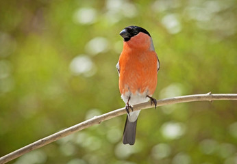  bullfinch, common bullfinch or Eurasian bullfinch, Pyrrhula pyrrhula