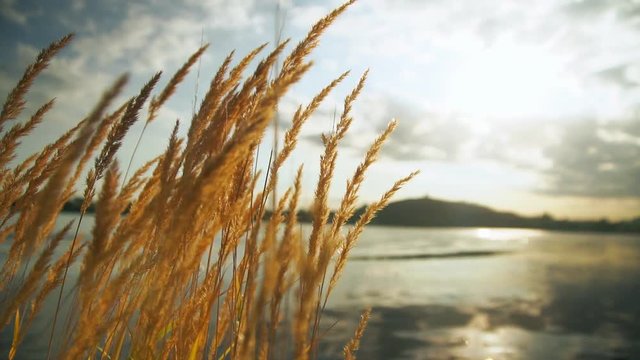 Golden grass swaying in the setting sun on the background of the pond. Panicles fluffed from the wind. Reflected light illuminates the plants.