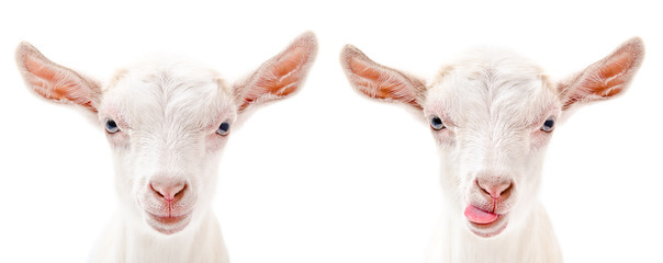 Portrait of a serious and fun goats