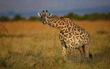 Naklejka na ściany i meble Giraffe in the beautiful nature habitat, wild africa, this is africa, colourful bush in Tanzania, beauty and gentility