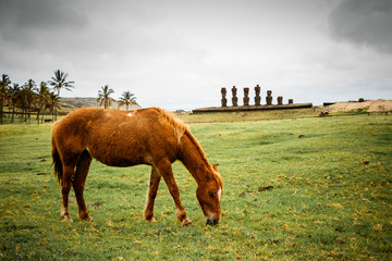 The Moai's at Anakena beach on Easter Island