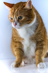 Obraz premium красивый домашний кот на светлом фоне