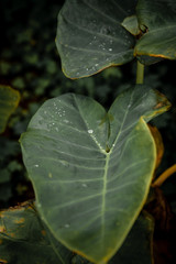Green plants