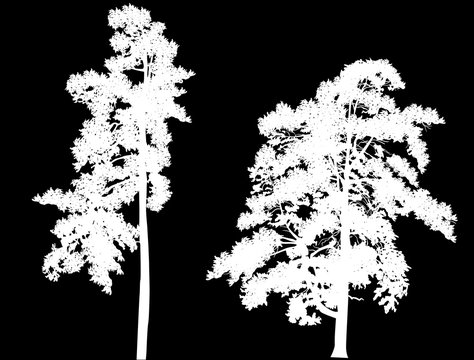 two white large pine silhouettes on black