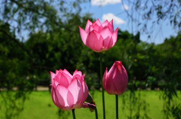 lotus flowering, sky background, Japan