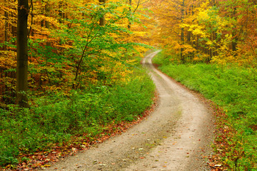 Winding Dirt Road through Forest of Beech Trees in Autumn, Leaves Changing Colour