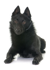 young Schipperke dog