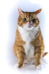 красивый домашний кот на светлом фоне