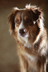 Australian Shepherd im Studio