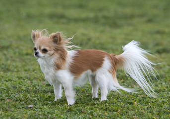 chihuahua in the wind
