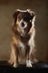 Australian Shepherd im Studio