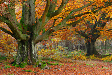 Mighty Moss Covered Beech Trees in Autumn Forest, Leaves Changing Colour