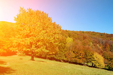 Naklejka na ściany i meble Magic landscape with a tree with yellow leaves against the sky i