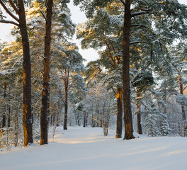 Cold day in the  winter forest