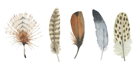Watercolor bird feather from wing isolated. Aquarelle feather for background, texture, wrapper pattern, frame or border.