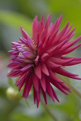 cactus dahlia © Lisa