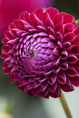 pompom dahlia © Lisa