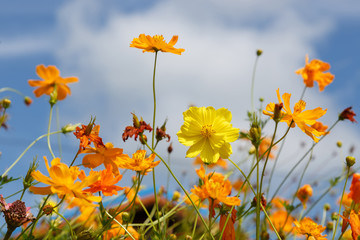 Cosmos flowers with cloud and blue sky background