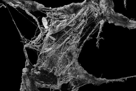 cobweb or spider web isolated on black background