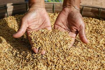 Dry paddy on hand - 123526227